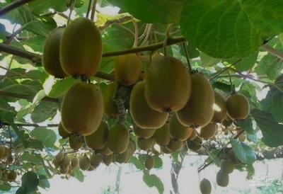 فروش کیوی هایوارد