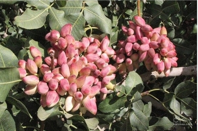 فروش پسته قزوینی