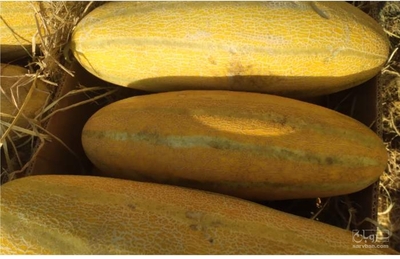 فروش خربزه مشهدی