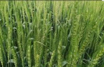 فروش گندم آبی