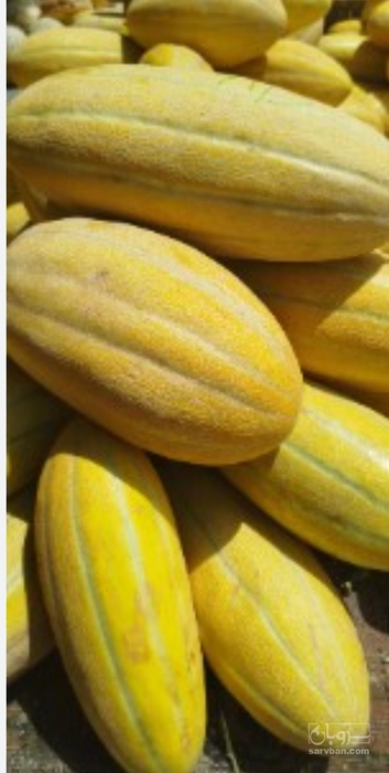 فروش خربزه مشهدی