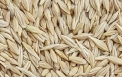 فروش جو