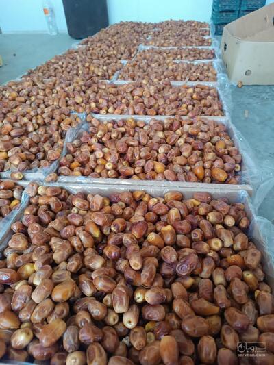 فروش خرما زاهدی