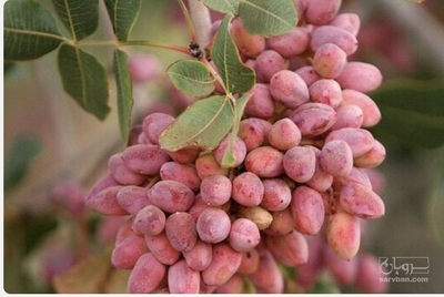 فروش پسته قزوینی