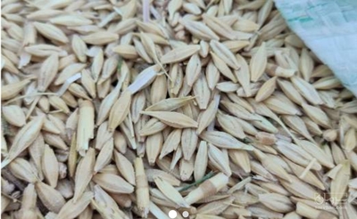 فروش جو