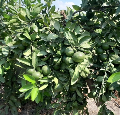 فروش نارنگی