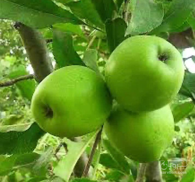 فروش سیب سبز
