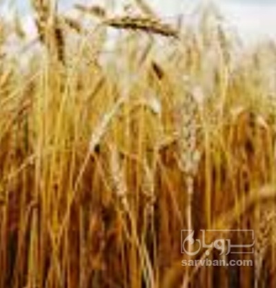 فروش گندم