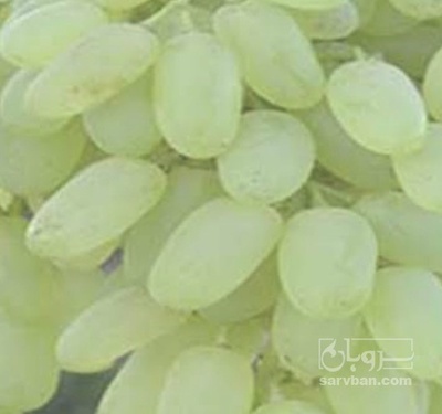 فروش انگور