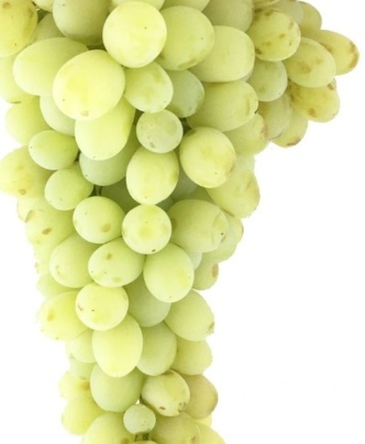 فروش انگور
