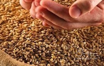 فروش گندم
