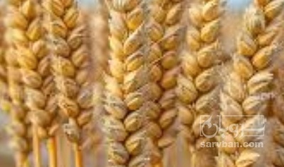 فروش گندم