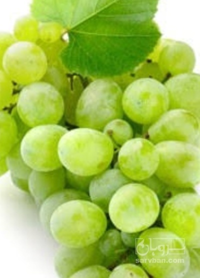 فروش انگور
