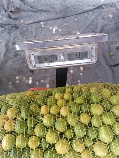 فروش لیمو ترش