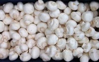 فروش قارچ دکمه ای