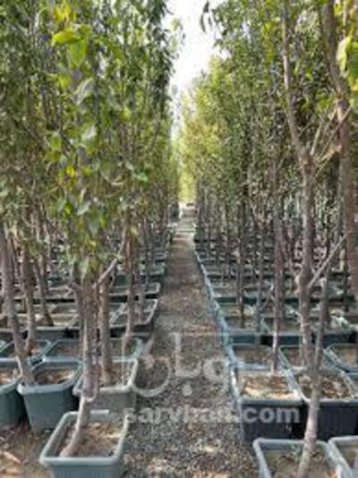 فروش نهال گیلاس