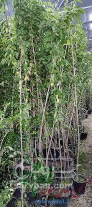 فروش نهال آلبالو