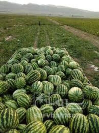 فروش هندوانه