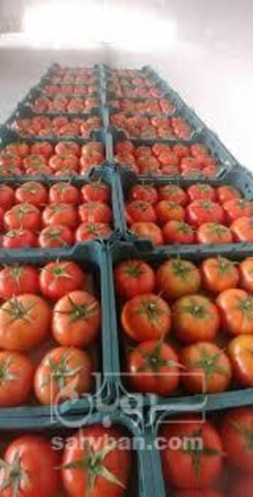 فروش گوجه فرنگی4129