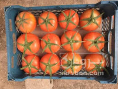 فروش گوجه فرنگی4129