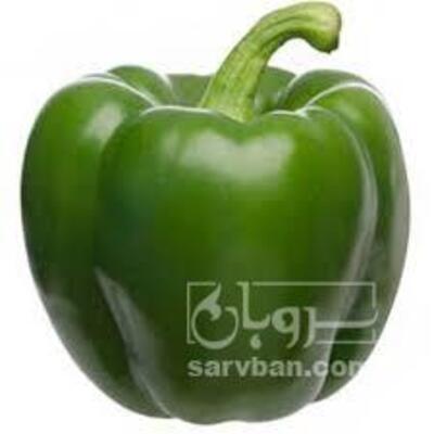 فروش فلفل دلمه ای سبز