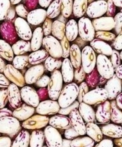 فروش لوبیا چیتی