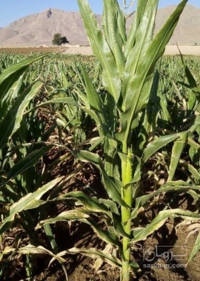 فروش چاپر ذرت - سیلاژ ذرت