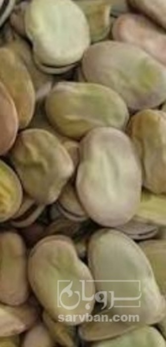 فروش باقلا تازه - باقالی - باقالا