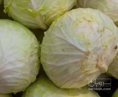 فروش کلم برگی سفید