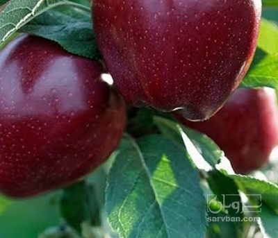 فروش سیب قرمز