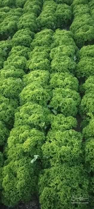 فروش کاهو فرانسوی