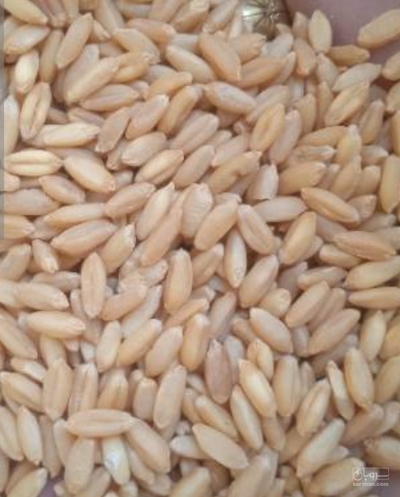 فروش گندم