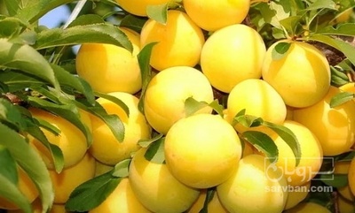 فروش آلو