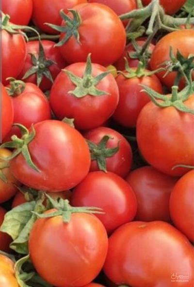 فروش گوجه فرنگی