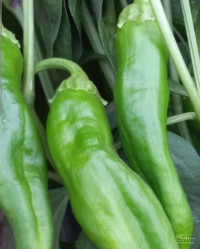 فروش فلفل خوراکی
