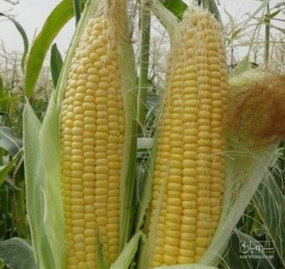 فروش ذرت دانه ای