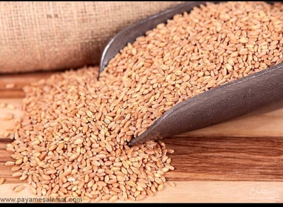 فروش گندم
