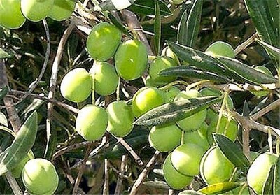 فروش زیتون سبز