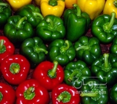 فروش فلفل دلمه ای