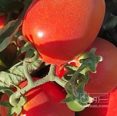 فروش گوجه فرنگی