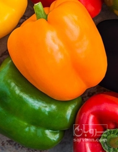 فروش فلفل دلمه ای