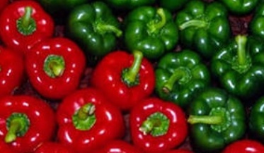 فروش فلفل دلمه ای