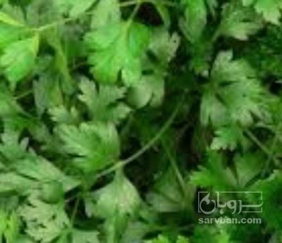 فروش جعفری تازه