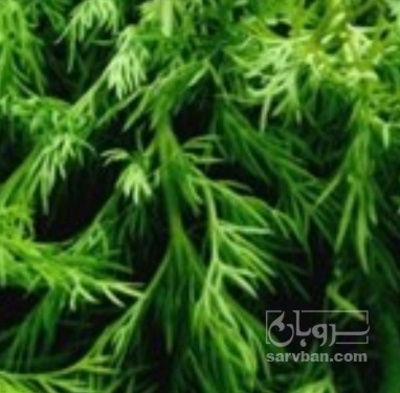 فروش شوید تازه