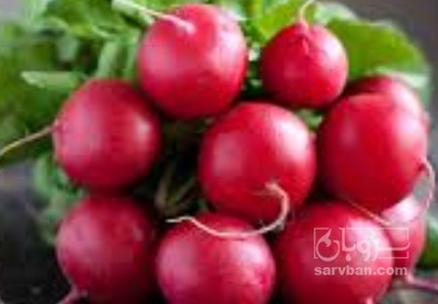 فروش تربچه
