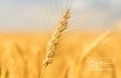 فروش گندم
