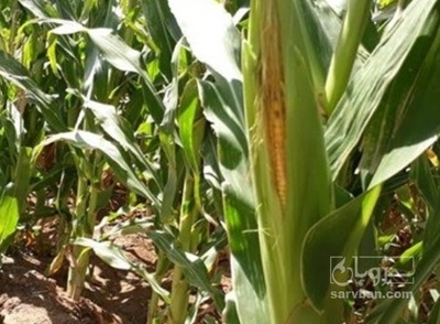 فروش ذرت بلال