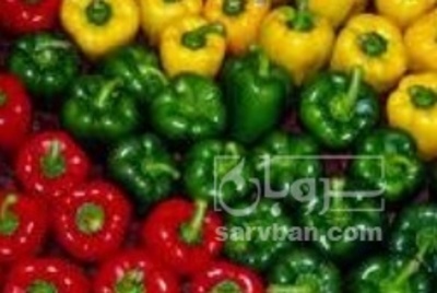 فروش فلفل دلمه ای