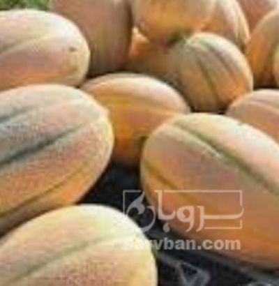 فروش طالبی جانا