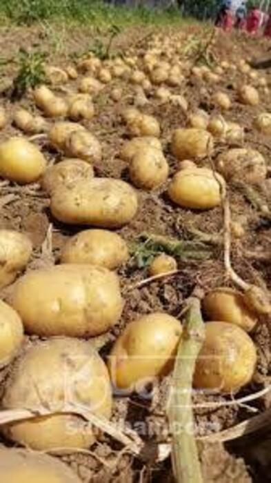 فروش سیب زمینی